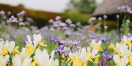 MCM Low Fertility Soil