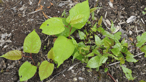 Invasive Plants