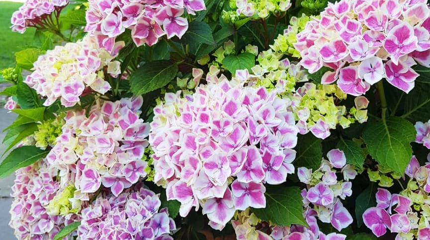 Ericaceous Soil