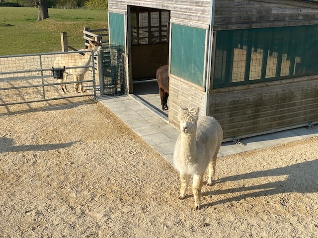 Hardstanding golden gravel for alpacas Reigate