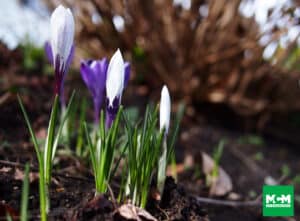 Health soils for planting