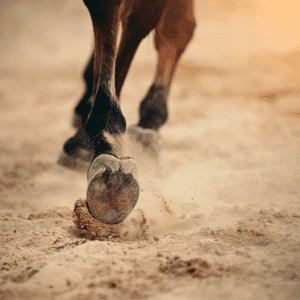 Horse Equestrian Arena