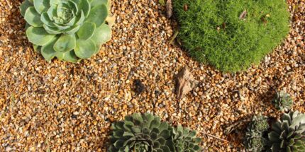 Horticultural Grit 2-6mm plants
